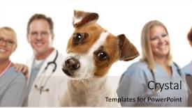  Presentation with russell - Cool new slides with animal care - adorable jack russell terrier backdrop and a coral colored foreground