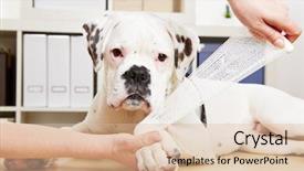  Presentation with boxer dog - Audience pleasing theme consisting of animal care - boxer dog getting bandage backdrop and a lemonade colored foreground