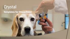  Presentation with ear - Beautiful theme featuring animal care - ear examine by the veterinarian backdrop and a coral colored foreground