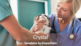  Presentation with cat - Presentation theme consisting of animal care - female assistant watching veterinarian inject background and a coral colored foreground