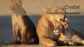  Presentation with kalahari - Amazing PPT layouts having animal care - lioness with cubs panthera leo backdrop and a coral colored foreground