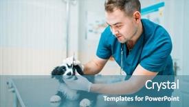  Presentation with veterinary - Audience pleasing presentation theme consisting of animal care - male specialist examining dog veterinary backdrop and a teal colored foreground