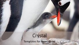  Presentation with animal - Amazing theme having animal care - penguin in its nest backdrop and a light gray colored foreground