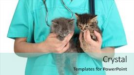  Presentation with simple minimalist white - Presentation theme having animal care - veterinarian examining kittens isolated background and a seafoam green colored foreground
