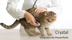  Presentation with veterinary - PPT layouts with animal care - veterinary doctor with stethoscope background and a coral colored foreground