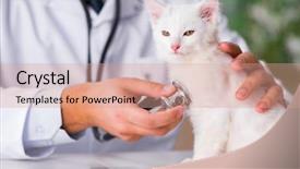  Presentation with hello kitty cute little kitten - Amazing presentation having animal care - white kitten visiting vet backdrop and a coral colored foreground