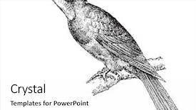  Presentation with vintage - Slide set with animal cartoon - jacamar green vintage engraved illustration background and a white colored foreground