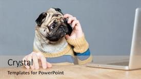  Presentation with dog - Slides having animal cells - amazed man with pug dog background and a lemonade colored foreground