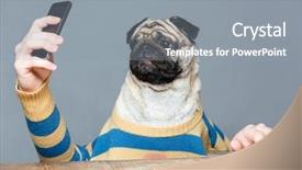  Presentation with charging gun man hands charging - Cool new theme with animal cells - amusing pug dog with man backdrop and a gray colored foreground