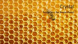  Presentation with honeycomb - Slides featuring animal cells - bees work on honeycomb background and a gold colored foreground