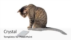  Presentation with brown - Slide set featuring animal cells - brown tabby cat staring keenly background and a white colored foreground