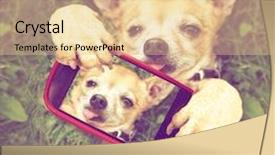  Presentation with vintage retro - PPT theme featuring animal cells - cute chihuahua in the grass background and a coral colored foreground