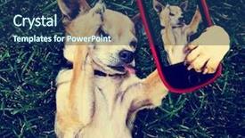  Presentation with vintage retro - Slides with animal cells - cute chihuahua in the grass background and a navy blue colored foreground