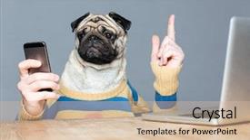  Presentation with dog - Beautiful theme featuring animal cells - cute pug dog with man backdrop and a lemonade colored foreground