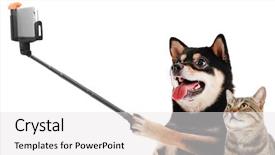  Presentation with white cells - Amazing PPT theme having animal cells - funny dog and cat taking backdrop and a white colored foreground