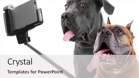  Presentation with dogs - Slide deck having animal cells - funny dogs taking selfie background and a white colored foreground