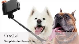  Presentation with white cells - Theme enhanced with animal cells - funny dogs taking selfie background and a light gray colored foreground
