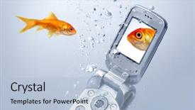  Presentation with goldfish - Presentation with animal cells - goldfish swims by a cell background and a light blue colored foreground