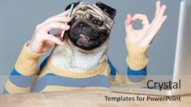  Presentation with head - Amazing PPT layouts having animal cells - happy man with pug dog backdrop and a soft green colored foreground