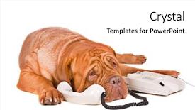  Presentation with sad - Slides featuring animal cells - long phonecall of a sad background and a white colored foreground