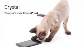  Presentation with kitten - Cool new PPT theme with animal cells - siamese kitten inspecting a smart backdrop and a white colored foreground