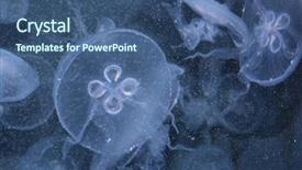  Presentation with jellyfish - Slides having animal cells - underwater photo of a blue background and a ocean colored foreground
