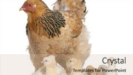  Presentation with hen - PPT layouts consisting of animal chicken - brown brahma hen and her background and a coral colored foreground