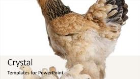  Presentation with chicks - Theme with animal chicken - brown brahma hen and her background and a soft green colored foreground