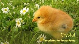  Presentation with daisy - PPT layouts having house waste - floor drain running water background and a lemonade colored foreground