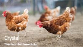  Presentation with animal chicken - Cool new PPT theme with animal chicken - closeup of a hen backdrop and a coral colored foreground