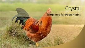  Presentation with domestic animal - Beautiful theme featuring animal chicken - domestic bright cock crowing backdrop and a soft green colored foreground