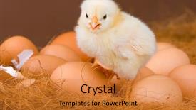  Presentation with first responder - PPT theme consisting of animal chicken - first hatched chick in its background and a gold colored foreground