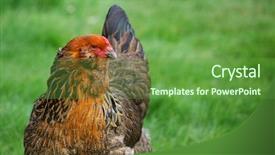  Presentation with animal chicken - Colorful slides enhanced with animal chicken - golden red brown hen staring backdrop and a  colored foreground