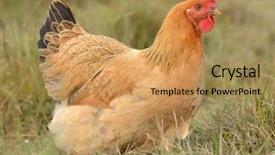  Presentation with animal chicken - PPT theme consisting of yule log dry leaves background and a coral colored foreground