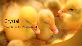  Presentation with animal chicken - PPT theme with animal chicken - little yellow ducklings background and a gold colored foreground