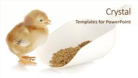  Presentation with chicks - Amazing theme having animal chicken - newborn chicks eating from scoop backdrop and a cream colored foreground