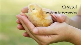  Presentation with chick - PPT theme having west coast of barbados photographed in october 2007 background and a ocean colored foreground