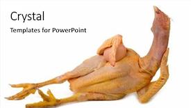  Presentation with animal chicken - Beautiful presentation theme featuring animal chicken - proud poultry keeping his egg backdrop and a white colored foreground