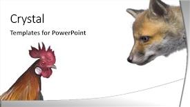  Presentation with animal chicken - Colorful PPT theme enhanced with animal chicken - red fox cub looking backdrop and a white colored foreground