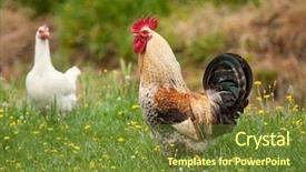  Presentation with animal chicken - Cool new presentation design with animal chicken - rooster and hens backdrop and a tawny brown colored foreground