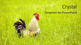  Presentation with animal chicken - Theme with animal chicken - rooster on green grass background background and a yellow colored foreground