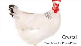  Presentation with octopus on isolated white - Slide deck with animal chicken - white hen in a santas background and a pink colored foreground