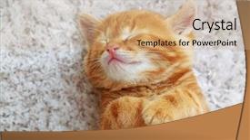  Presentation with hello kitty cute little kitten - Beautiful PPT layouts featuring animal children - cute little red kitten sleeps backdrop and a coral colored foreground