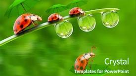  Presentation with rainy day - Slide deck having animal children - rainy day in nature little background and a forest green colored foreground