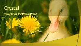  Presentation with yellow green - Cool new theme with animal children - small yellow duckling outdoor backdrop and a tawny brown colored foreground