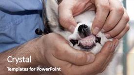  Presentation with animal vertebrata - Beautiful presentation featuring animal clinic having his teeth backdrop and a violet colored foreground