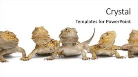  Presentation with animal collage - Beautiful presentation featuring animal collage - central bearded dragons pogona vitticeps backdrop and a cream colored foreground
