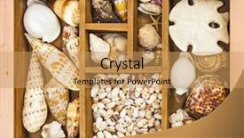  Presentation with animal collage - Amazing slide set having animal collage - collection of sea shells backdrop and a  colored foreground