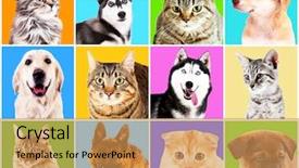  Presentation with animal collage - Presentation featuring animal collage - dogs and cats portraits background and a yellow colored foreground