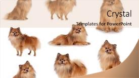  Presentation with animal collage - Amazing presentation theme having animal collage - many pomeranians sitting standing backdrop and a coral colored foreground